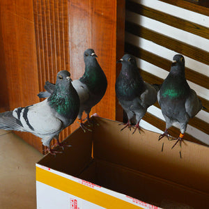 1Pcs real Taxidermy Eurasian pigeon Columba specimen Teaching / Decoration