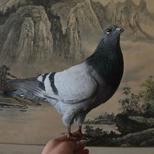 Load image into Gallery viewer, 1Pcs real Taxidermy Eurasian pigeon Columba specimen Teaching / Decoration
