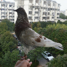 Load image into Gallery viewer, 1Pcs real Taxidermy Eurasian pigeon Columba specimen Teaching / Decoration
