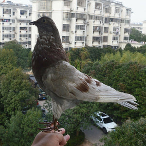 1Pcs real Taxidermy Eurasian pigeon Columba specimen Teaching / Decoration