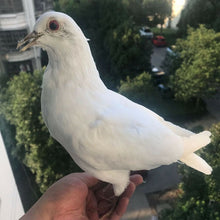 Load image into Gallery viewer, 1Pcs real Taxidermy Eurasian pigeon Columba specimen Teaching / Decoration
