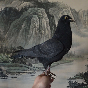 1Pcs real Taxidermy Eurasian pigeon Columba specimen Teaching / Decoration